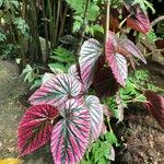 Begonia brevirimosa Habit