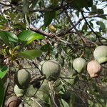 Corymbia calophylla