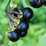 Solanum nigrum Gyümölcs