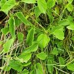 Cynanchum insipidum Blatt