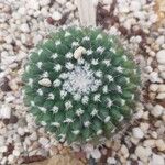 Mammillaria magnimamma Blatt