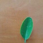 Lespedeza bicolor Лист