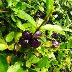 Rhaphithamnus spinosus Fruto