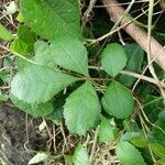 Schinus terebinthifolius Leaf