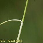 Festuca amethystina Beste bat