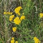 Euthamia graminifolia Blüte