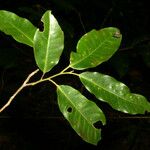 Aspidosperma marcgravianum Leaf