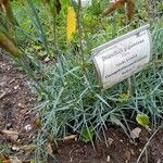 Dianthus giganteus Ліст