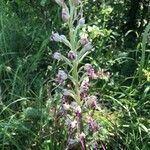 Himantoglossum adriaticum Flower