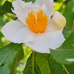 Franklinia alatamaha Kukka