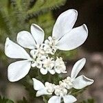 Caucalis platycarpos Flower