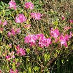 Rhododendron albrechtii Hábito