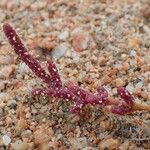 Salicornia procumbens Характер