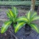 Dracaena fragransDeilen