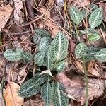 Goodyera pubescens Blatt