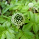 Acaena ovalifolia Fruit