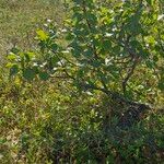 Betula humilis Folha