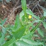 Sonchus oleraceusLeaf