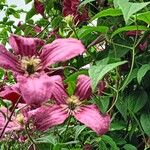 Clematis viticellaFlor