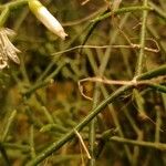 Rhipsalis cereuscula Flor