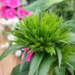 Dianthus barbatus Other