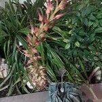 Pitcairnia spicata Floare