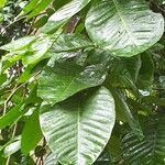 Sandoricum koetjape Leaf