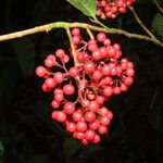 Ardisia guianensis Fruto