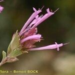 Thymus longiflorus Flower