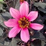 Dahlia merckii Flower