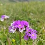 Primula farinosa Flors