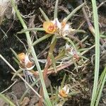 Portulaca suffrutescens Flower