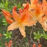 Rhododendron calendulaceum Fula
