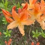 Rhododendron calendulaceum Blomma