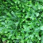 Selaginella stenophylla Хабит