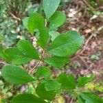 Erythroxylum havanenseLeaf