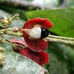 Paullinia pterocarpa Fruit