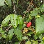 Paullinia cupana Fruit