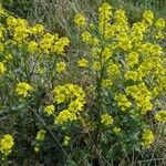 Barbarea vulgaris Habit