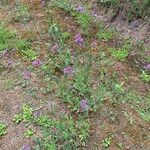 Verbena incompta आदत