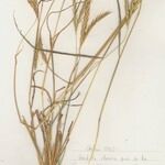 Andropogon distachyos आदत