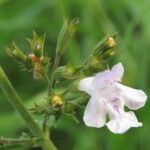 Clinopodium nepeta Virág