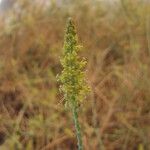 Ochradenus baccatus Flower