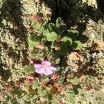 Erodium corsicum Yaprak