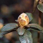 Rhododendron russatum Other