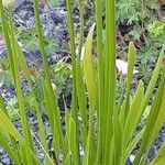 Allium angulosum आदत