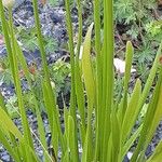 Allium angulosum Habit