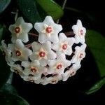Hoya carnosa Floro