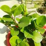 Peperomia obtusifolia葉