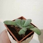 Gasteria glomerata Hoja